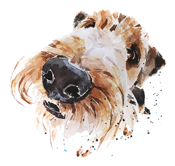 Airedale - What's Cooking Original Watercolour A3/35*45cm
