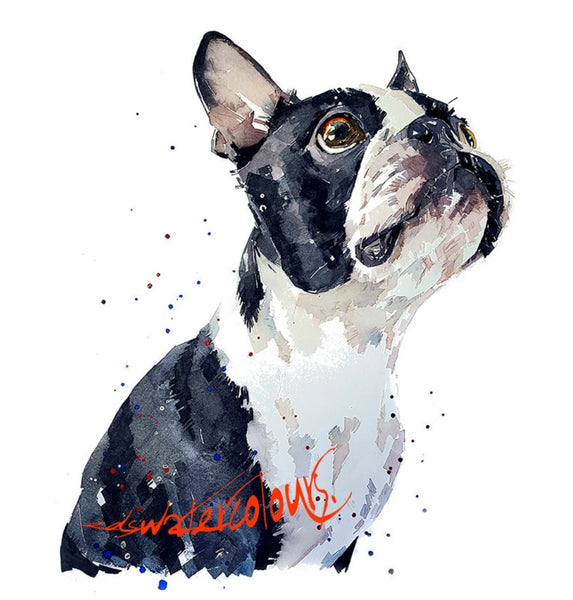 Patiently Waiting Boston Terrier " Print Watercolour.Boston Terrier art,Boston Terrier print,Boston Terrier watercolour,Boston Terrier wall art