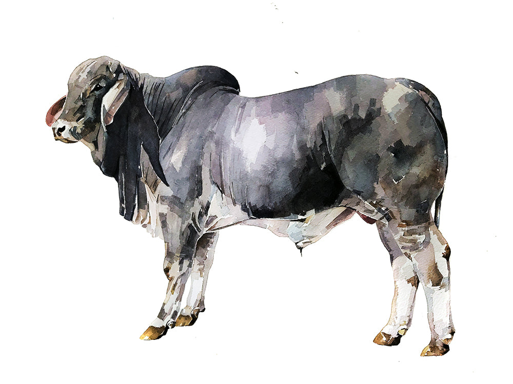 Brahman Bull | Original Watercolour | Cow Lover Gift | Edswatercolours