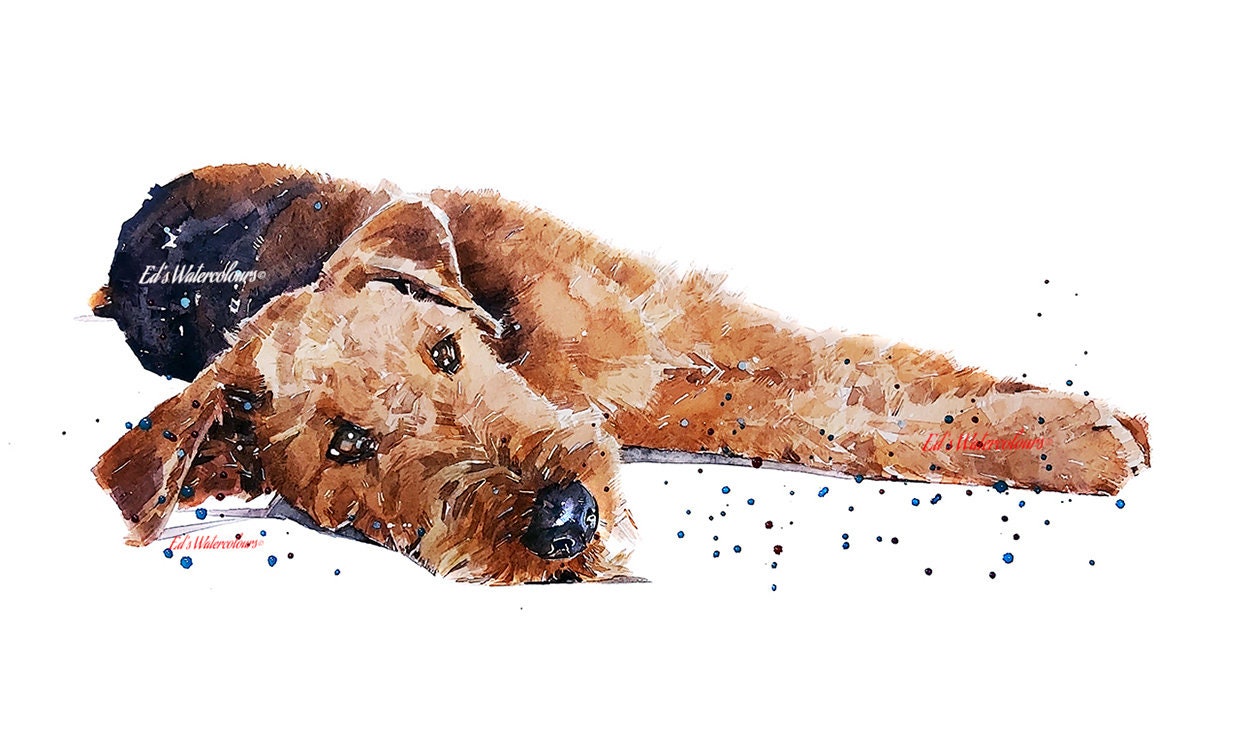 Airedale Sound Awake 2 - Watercolour Print.Airedale Terrier,Airedale Terrier art,Airedale Terrier print,Airedale Terrier watercolour