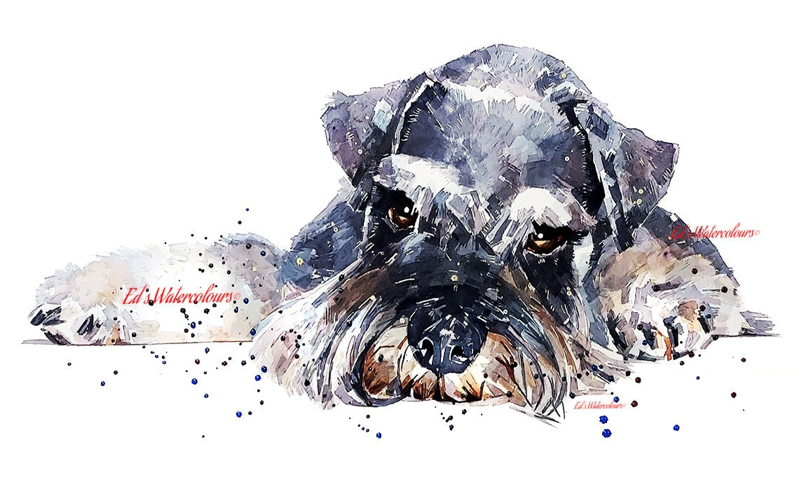 Reclined Schnauzer Watercolour Print – Dog Art