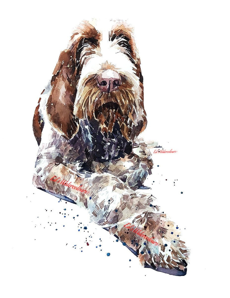 Spinone Reclined " Print Watercolour.Spinone art,Spinone print,Spinone dog art,Spinone wall hanging,Spinone home decor