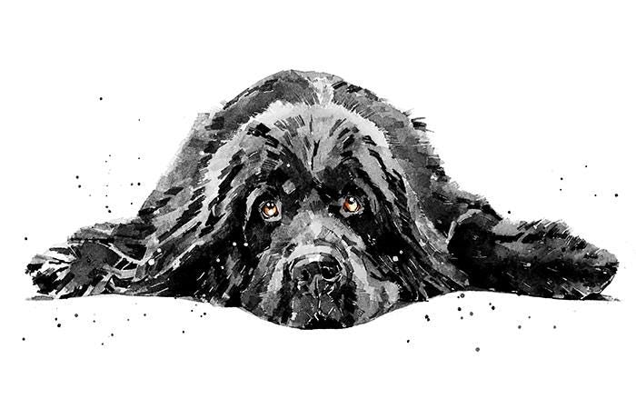 Newfoundland Dog Mini Art Print 17x12cm –Framed White Rustic Frame (Assorted) Newfie Dog art print framed,Newfie dog decor,Newfie lover gift
