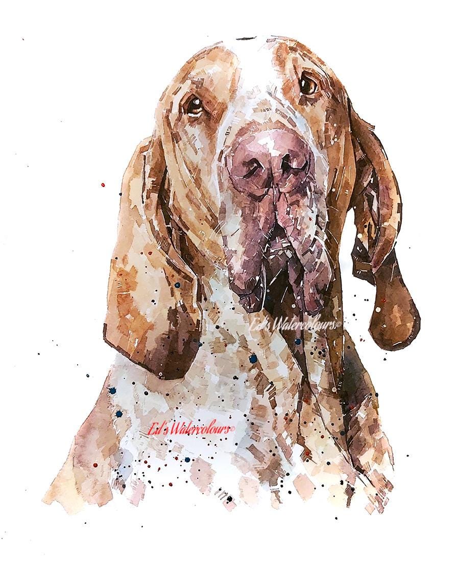 Bracco Italiano II Greeting Card | Dog Lover Gift | Edswatercolours