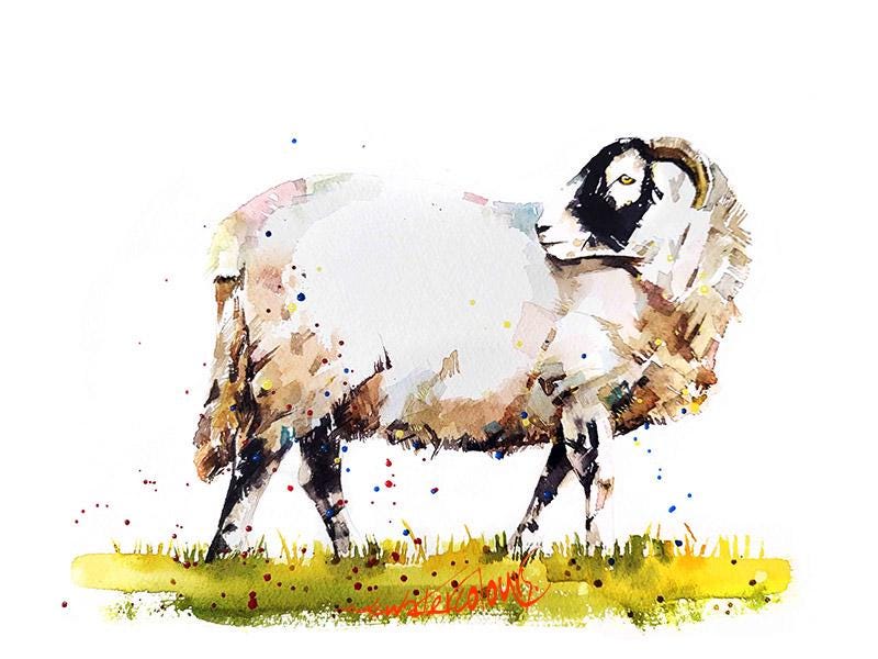 Sheep Watercolour Mini Original Art 17x12cm – Framed White Rustic Frame.calm and wooly
