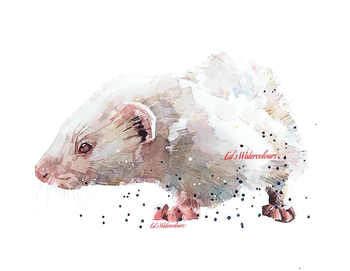 Albino Ferret Greeting Card | Wildlife Gift | Edswatercolours