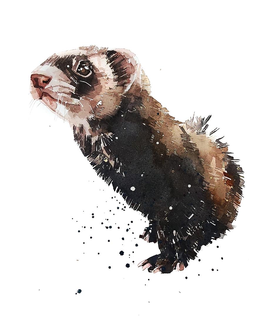 Ferret II Greeting Card | Wildlife Gift | Edswatercolours
