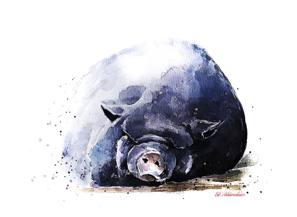 Kunekune Pig Greeting Card | Animal Lover Gift | Edswatercolours