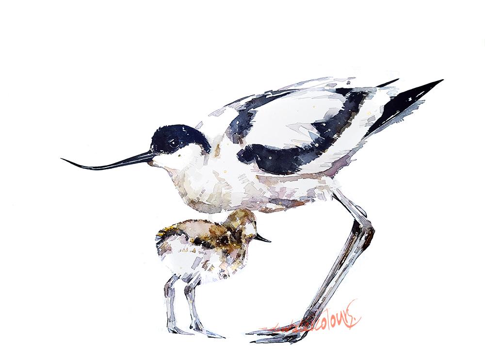 Avocet Mother & Chick Mini Art Print – 17x12cm White Rustic Framed Coastal Bird Artwork