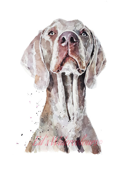 "Weimaraner: Regal (Version 2)" - Watercolour Print