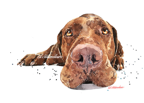 "Vizsla: Passed Out" - Watercolour Print