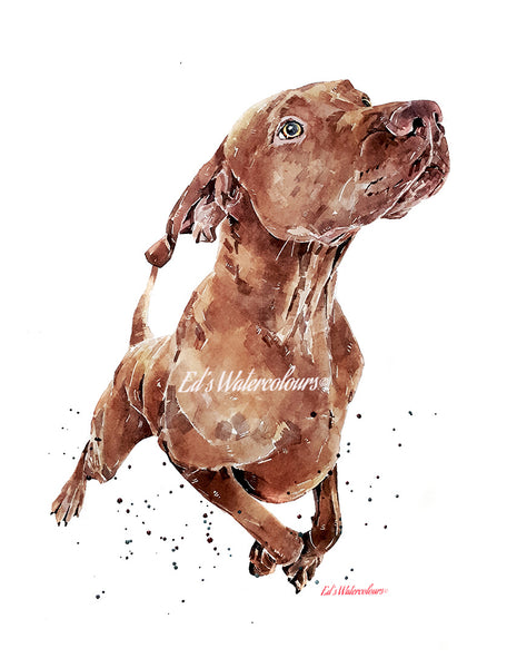 "Vizsla: What's Cooking?" - Watercolour Print