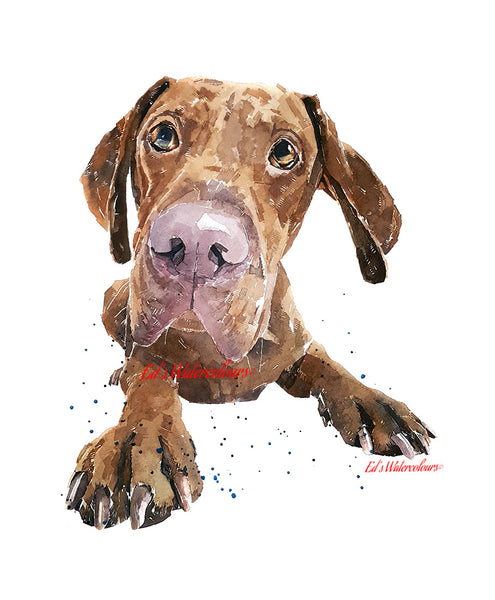 "Vizsla: Adorable" - Watercolour Print