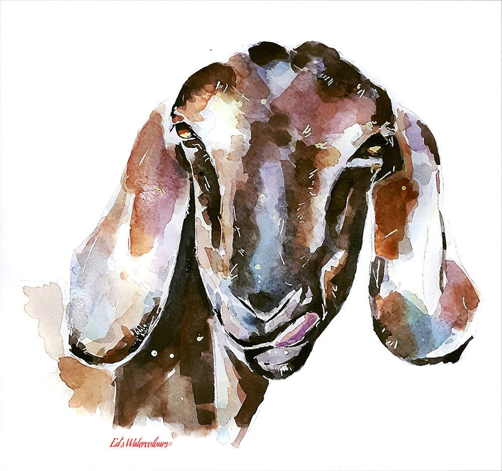 Nubian Goat II | Goat Lover Art Print | Edswatercolours
