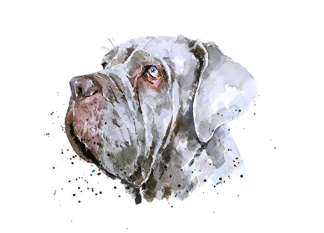 Neapolitan Mastiff Focused- Watercolour Print