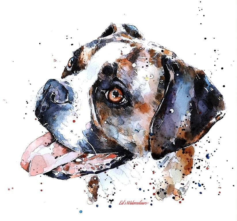 Boxer Dog -I see right through you - Print Watercolour