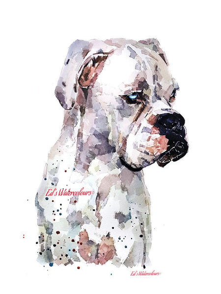 White Boxer Dog -I see right through you -   Print Watercolour,Boxer dog Print,Boxer dog Watercolour,boxer dog art,Boxer dog decor