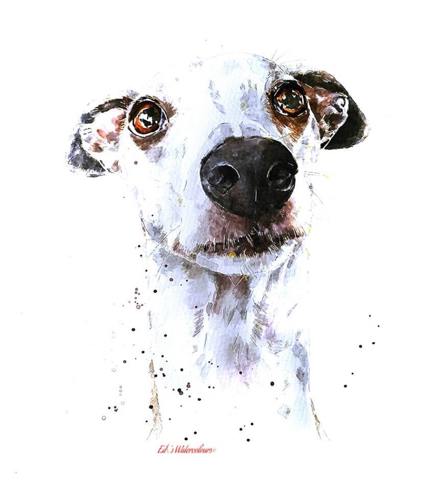 Sight Hound Pomp 2 - Print Watercolour.whippet art,whippet print,whippet watercolour,whippet wall art,whippet home decor,whippet art decor