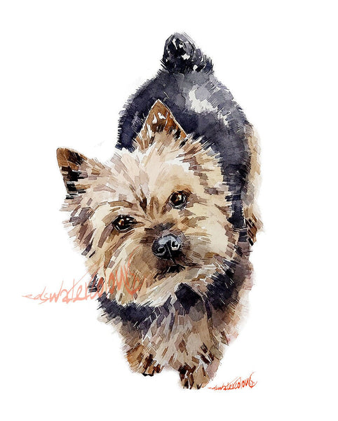 Norwich Terrier II " Print - Norwich Terrier art,Norwich Terrier Watercolour Print,Norwich Terrier wall art