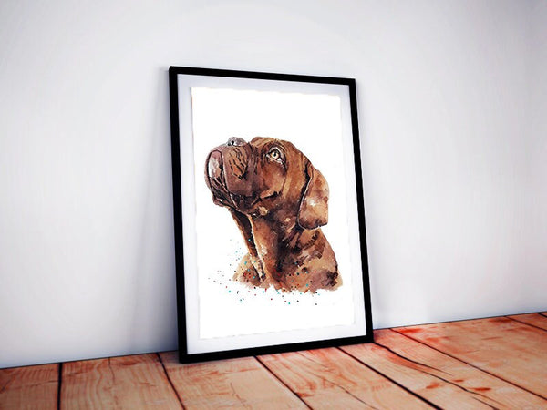 Dogue de Bordeaux Waiting " Print Watercolour.dogue de bordeaux art,dogue de bordeaux print,DDB print,DDB watercolour
