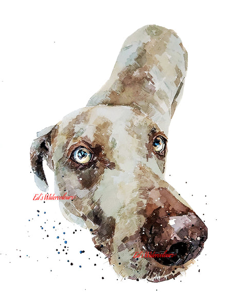 "Weimaraner: A Curious Soul" - Watercolour Print