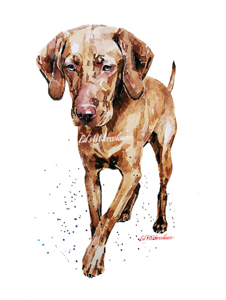 "Vizsla: Best Foot Forward" - Watercolour Print