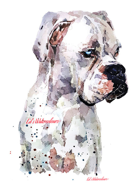 "White Boxer (Version 1)" - Watercolour Print