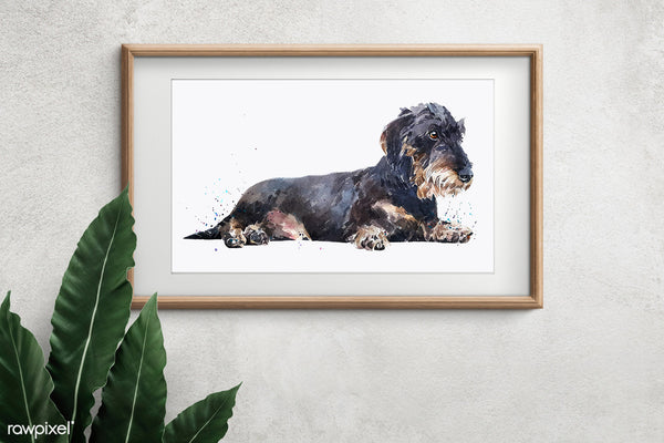"Wire-Haired Dachshund Jackie (Version 1)" - Watercolour Print