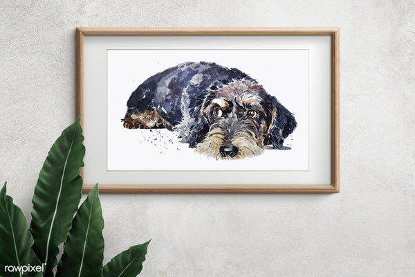 "Wire-Haired Dachshund (Version 2)" - Watercolour Print
