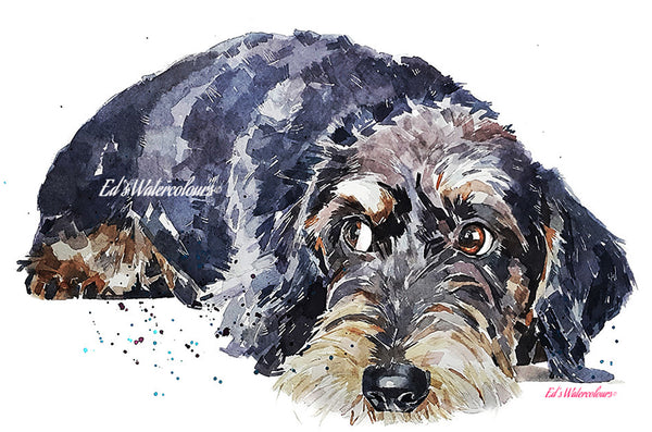 "Wire-Haired Dachshund (Version 2)" - Watercolour Print