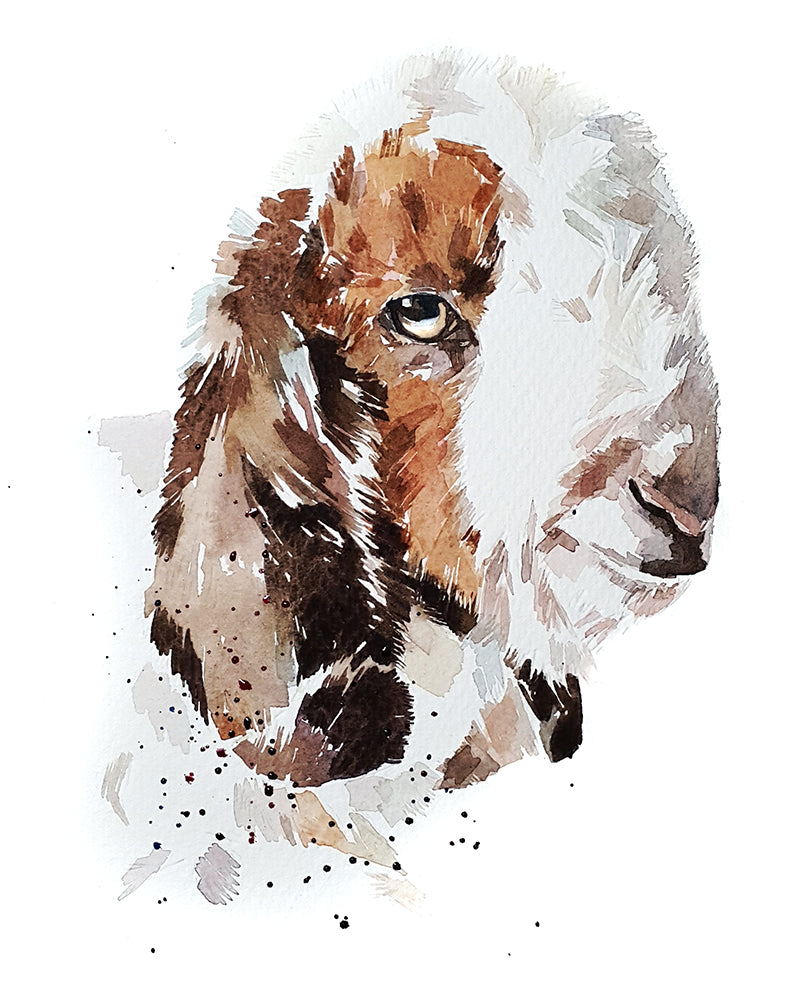 Boer Goat | Goat Lover Art Print | Edswatercolours