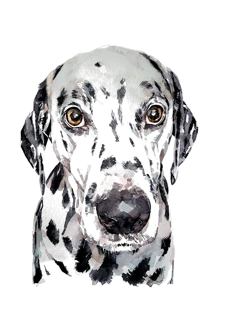 Dalmatian | Dog Art Print | Edswatercolours