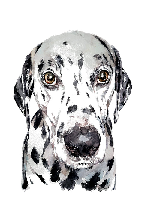 Dalmatian | Dog Art Print | Edswatercolours
