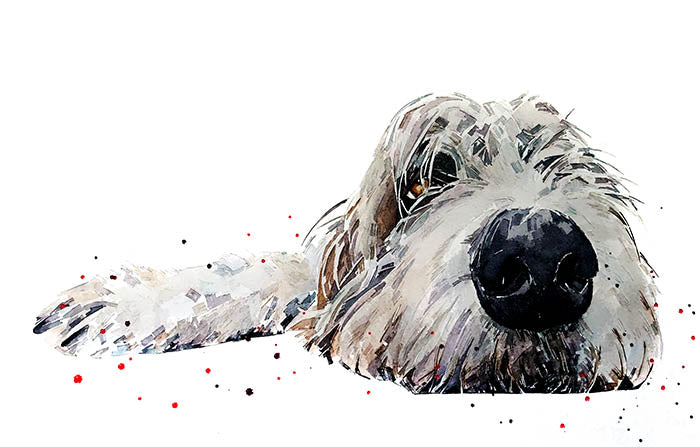 Irish Wolfhound Passed Out | Dog Art Print | Edswatercolours