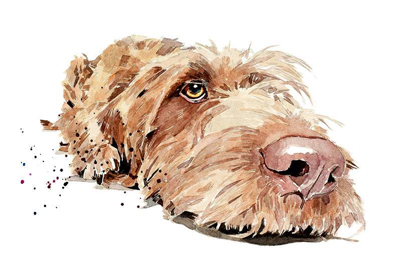 Wirehaired Vizsla | Dog Art Print | Edswatercolours