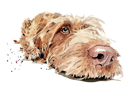Wirehaired Vizsla | Dog Art Print | Edswatercolours