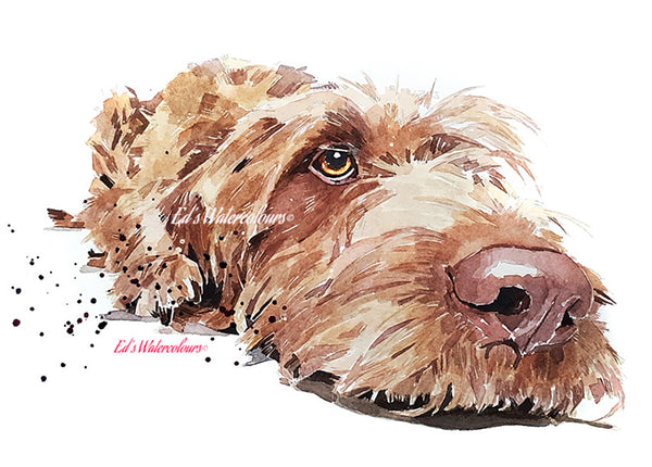Wirehaired Vizsla  " Print Watercolour.Wirehaired Vizsla art,Wirehaired Vizsla print,Wirehaired Vizsla watercolour,Wire Vizsla wall art
