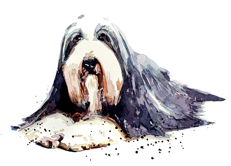 Bearded Collie 2 | Dog Art Print | Edswatercolours