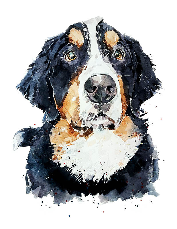 Bernese Mountain Dog | Dog Art Print | Edswatercolours
