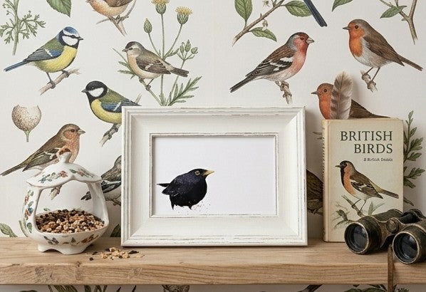 Blackbird Mini Art Print 17x12cm – Framed White Rustic Frame – Nature’s Quiet Elegance. Framed bird print,nature art print