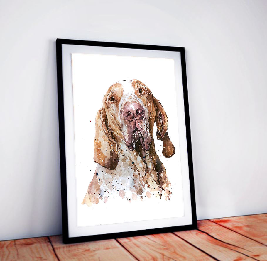 Bracco Italiano | Dog Art Print | Edswatercolours