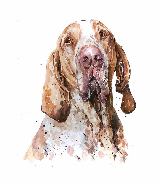 Bracco Italiano | Dog Art Print | Edswatercolours