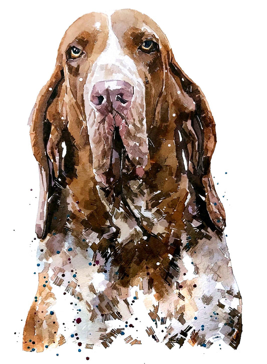Bracco Italiano Regal | Dog Art Print | Edswatercolours