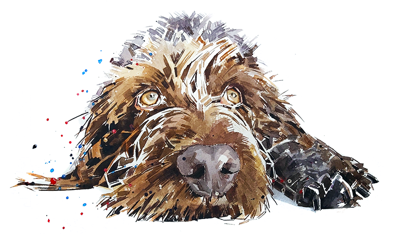 German Wirehaired Pointer Reclined | Dog Art Print | Edswatercolours