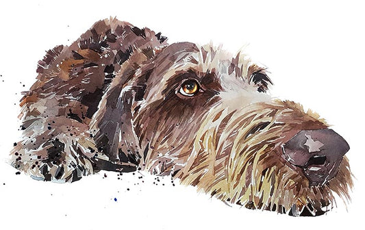 German Wirehaired Pointer | Dog Art Print | Edswatercolours