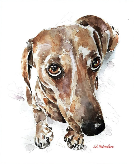 Dachshund " Print Watercolour,Dachshund art,Dachshund print, Dachshund watercolor,Doxie watercolour, Sausage dog art print