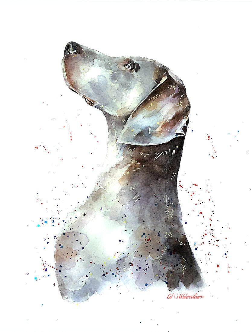 That Weimaraner Look" Print Watercolour.Weimaraner watercolor, Weimaraner Art, Weimaraner Wall hanging, Weimaraner Print, Dog art print