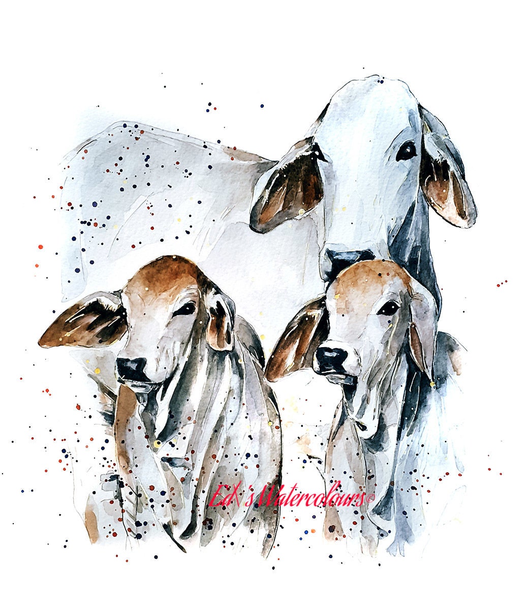 Brahman Cattle | Cow Lover Art Print | Edswatercolours