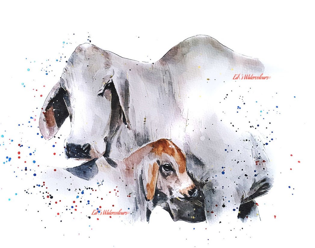 Brahman Cattle II | Cow Lover Art Print | Edswatercolours