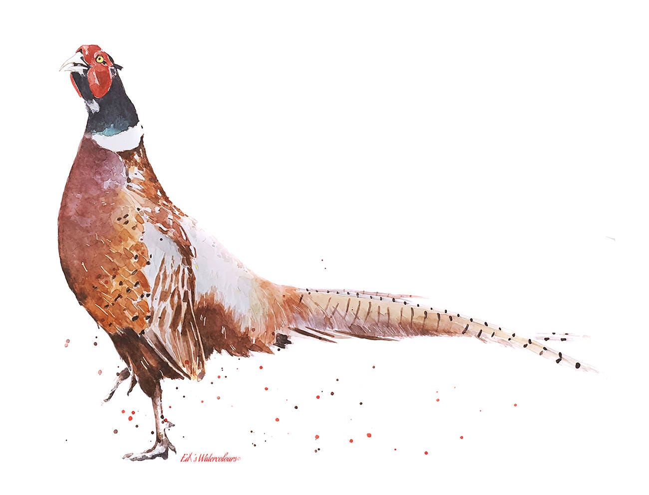 Ring Neck Pheasant Watercolour Art Print | Bird Lover Gift | Edswatercolours